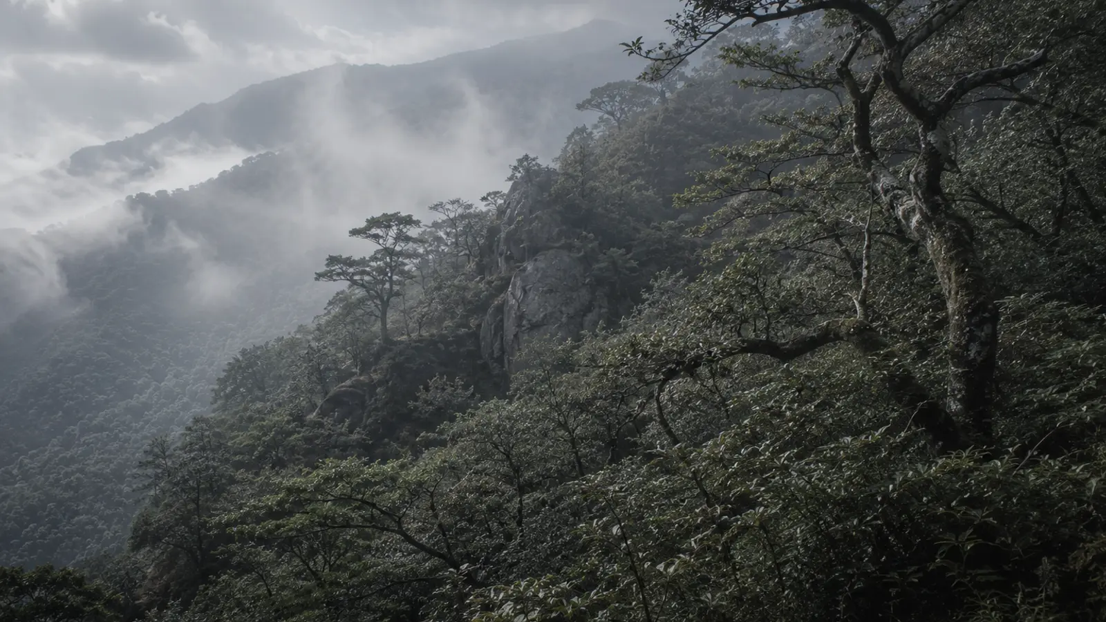 Wild tea plants growing naturally among rocks and trees on Hadong's ancient mountain slope in soft morning forest light.